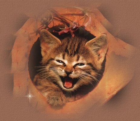 The image “http://www.domania.us/BRATTROUBLE/CAT/HAPPY-KITTY.jpg” cannot be displayed, because it contains errors.