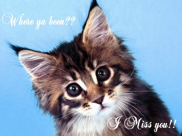 Miss me? Awhhh! Adorable cat. Busy, busy. Doctor stuff for MIL all morning, 