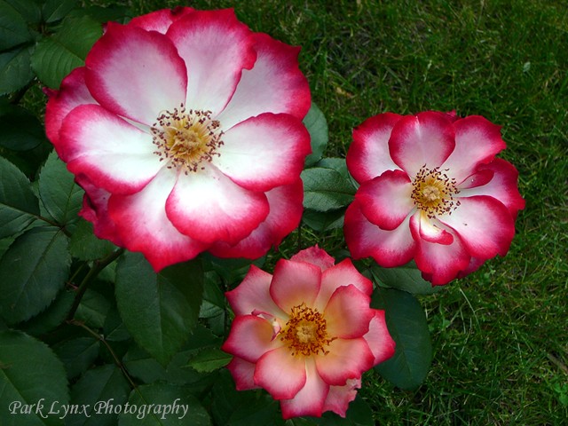 photo of Betty Boop Rose