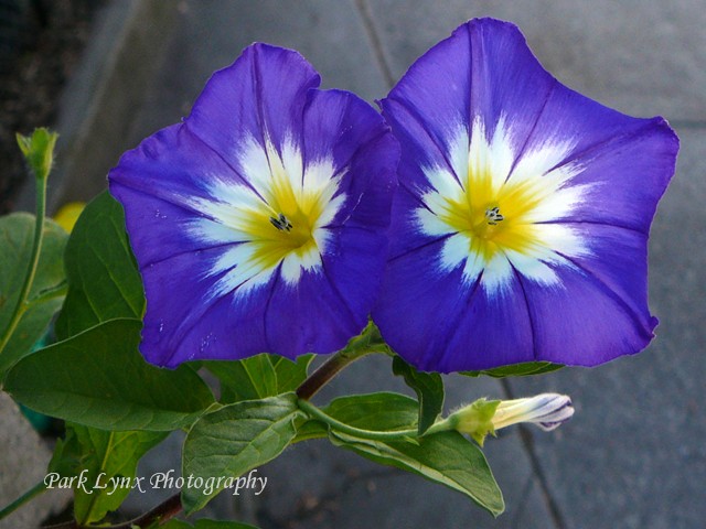 photo of Blue Dwarf Morning Glory