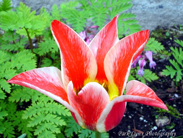 photo of Dwarf Tulip
