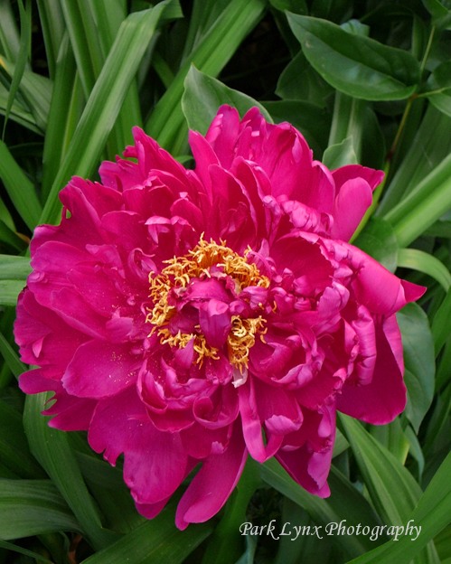 photo of Double Peony