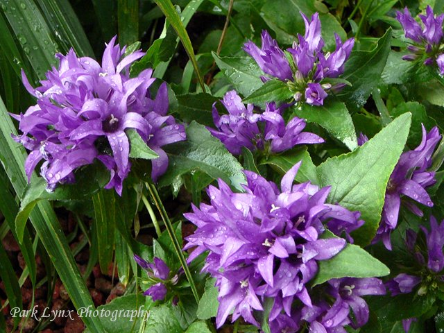photo of Purple Clusters