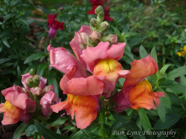photo of Dwarf Snapdragons