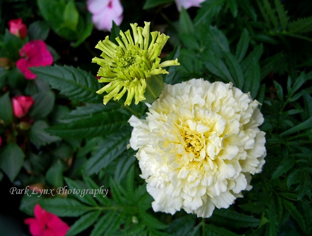 photo of White Marigold