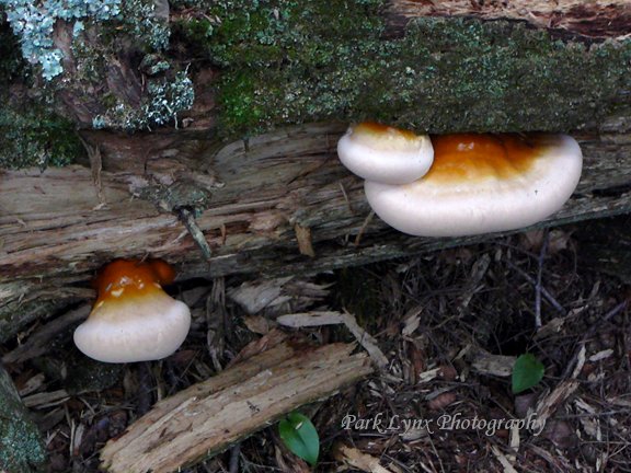 Tree Fungi photo