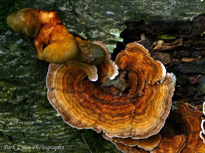 Tree Fungi photo