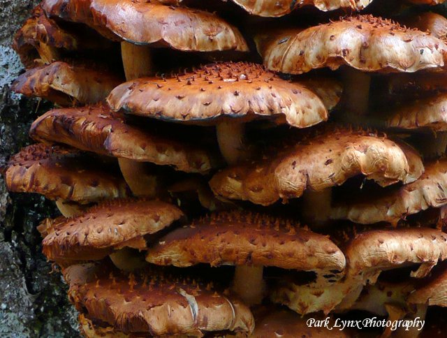 Tree Fungi photo