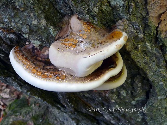Tree Fungi photo