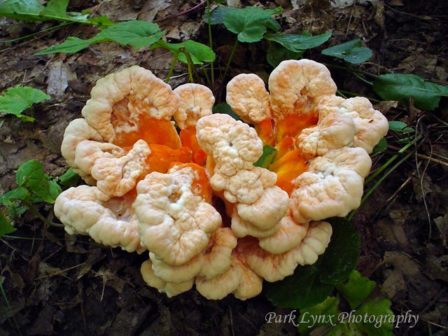 Tree Fungi photo