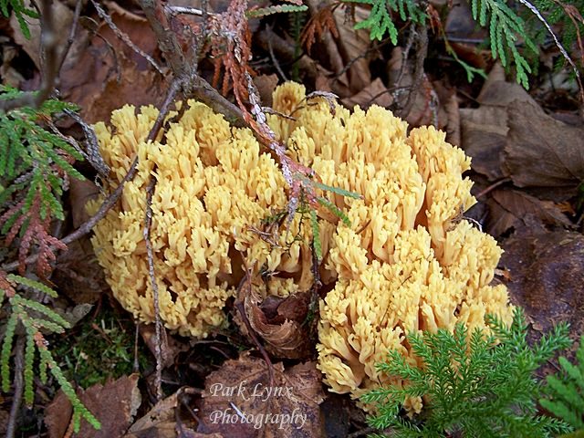 Fungi photo