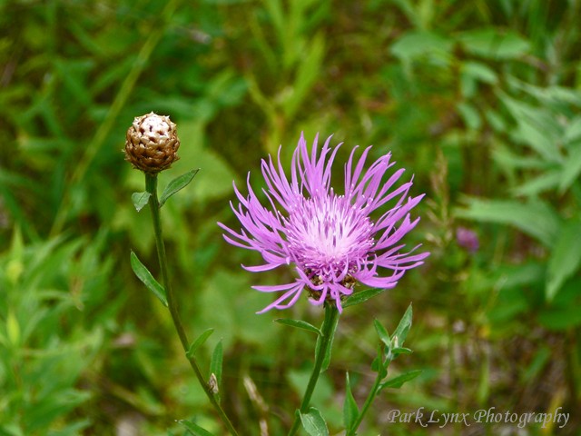 Purpurea photo