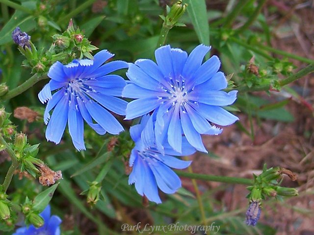 Chicory photo