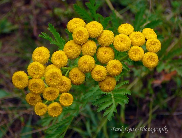 Common Tansy photo