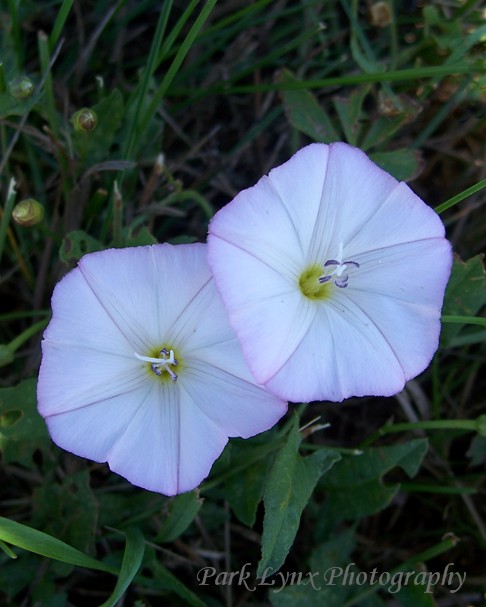 Field Bind Weed photo