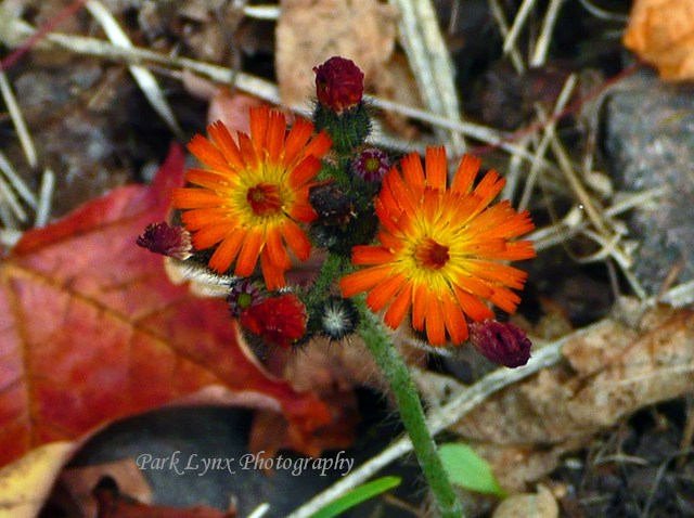 Hawk Weed photo
