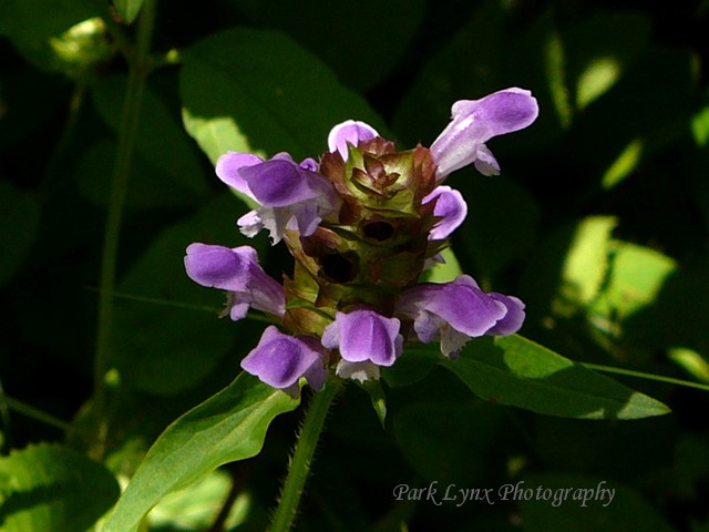 Heal-All photo