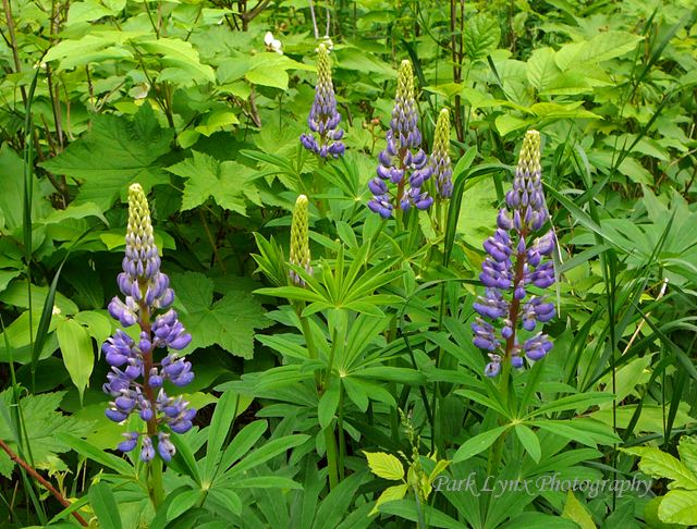 Lupines photo