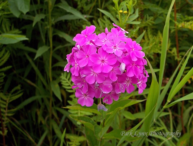 Pink Phlox photo