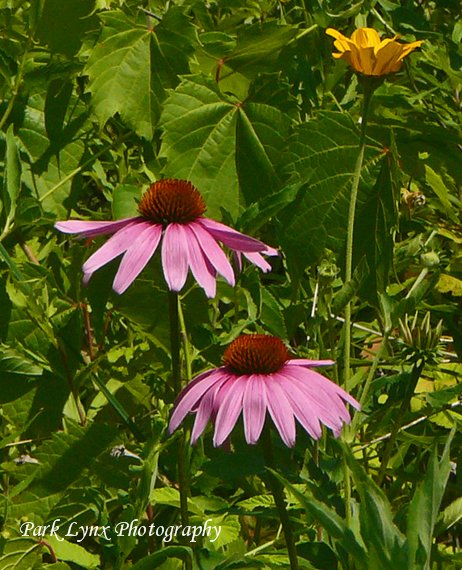 Purple Coneflower photo