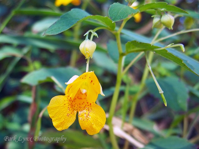 Spotted Touch-Me-Not photo